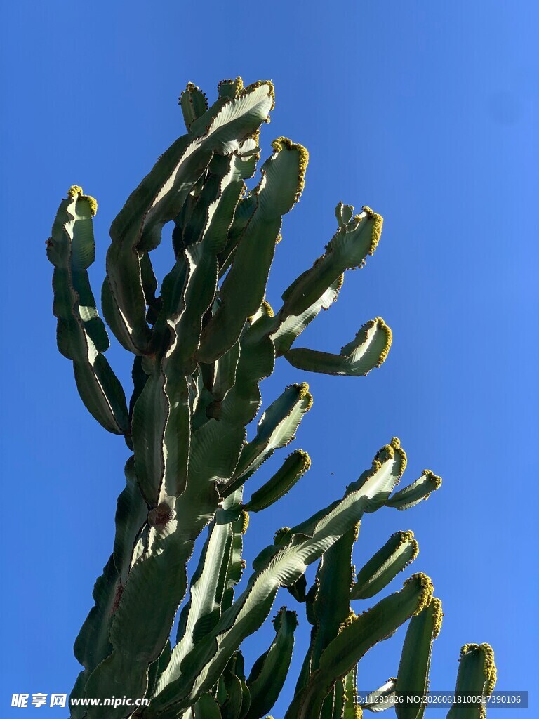 高耸的奇特仙人掌
