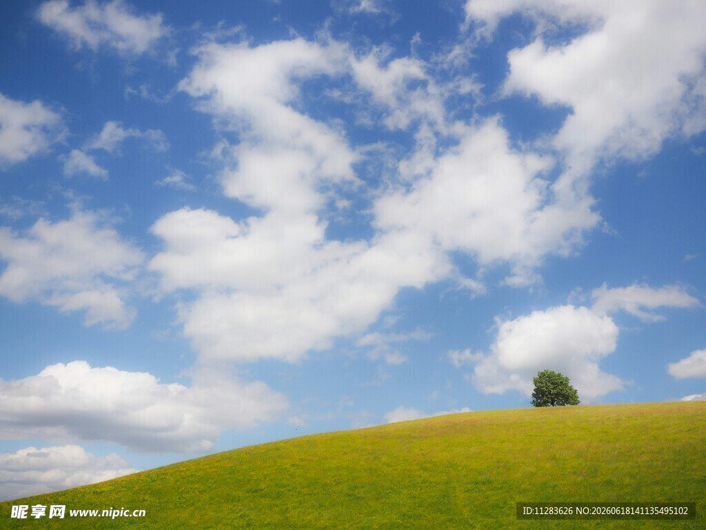 草原孤树蓝天美景