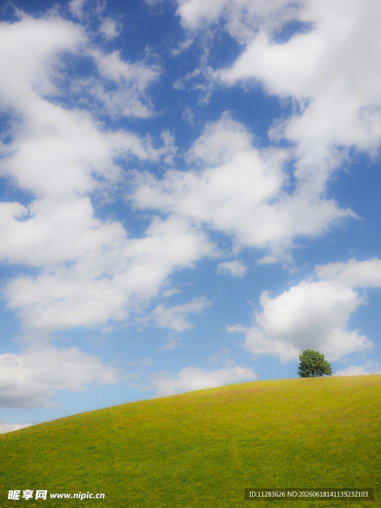 草原孤树蓝天白云美景