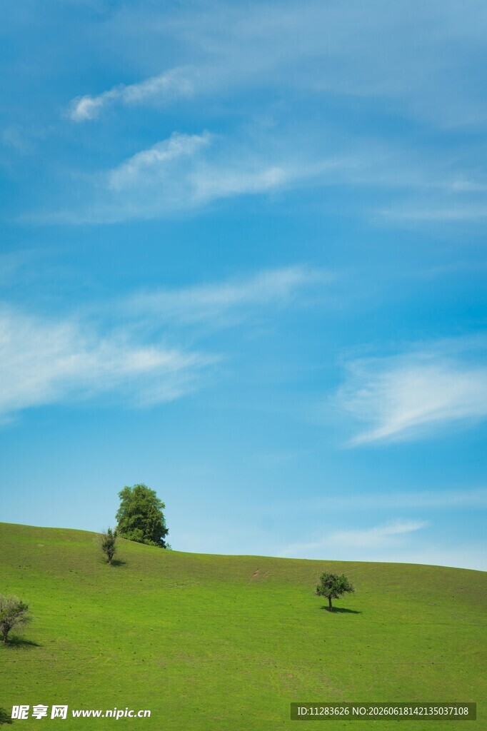 草原蓝天孤树美景