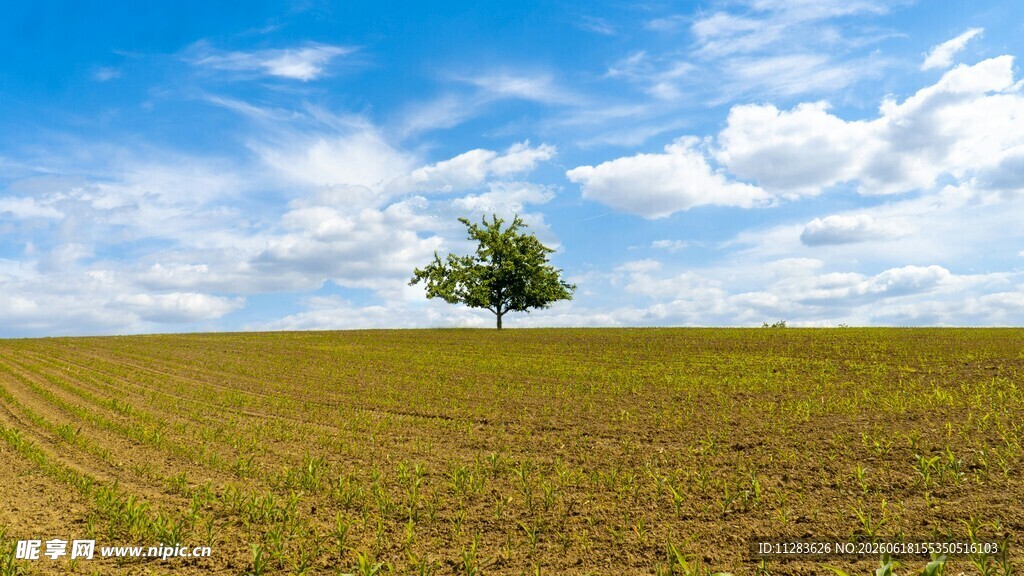 田野孤树蓝天白云美景