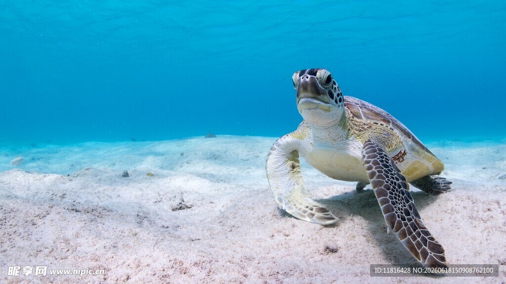 沙滩上的海龟
