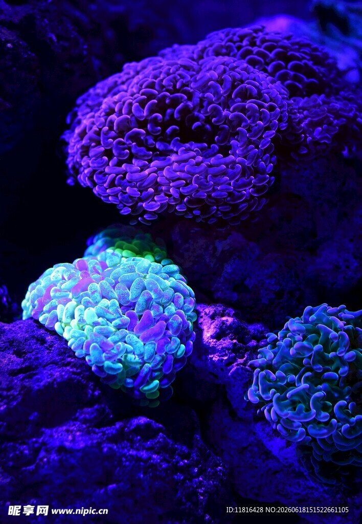 荧光下的绚丽珊瑚