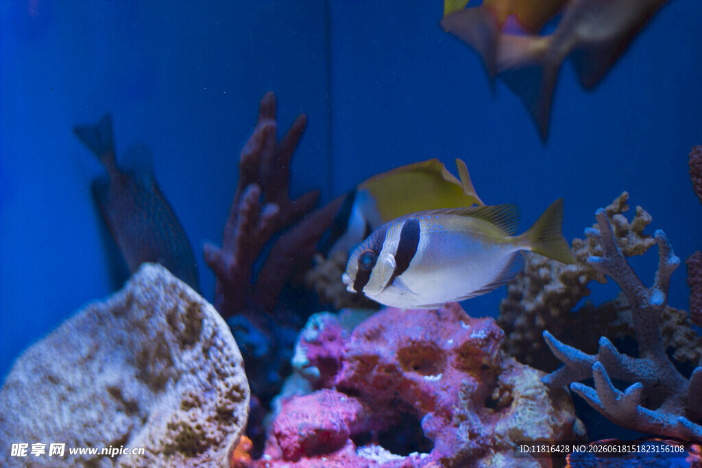 海底世界的多彩热带鱼