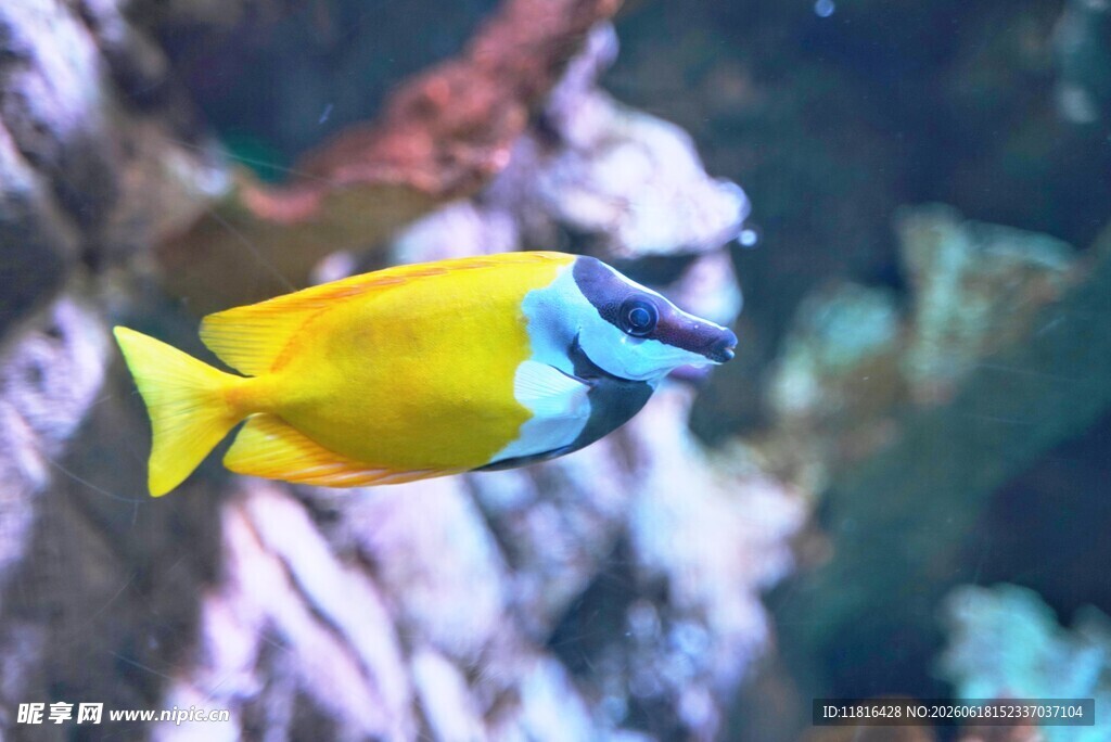 黄色热带鱼在水中游动