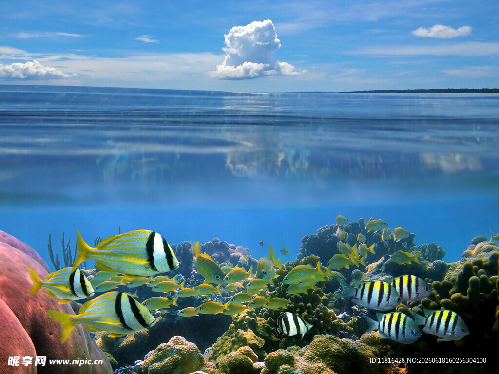 海底斑斓鱼群与珊瑚景观
