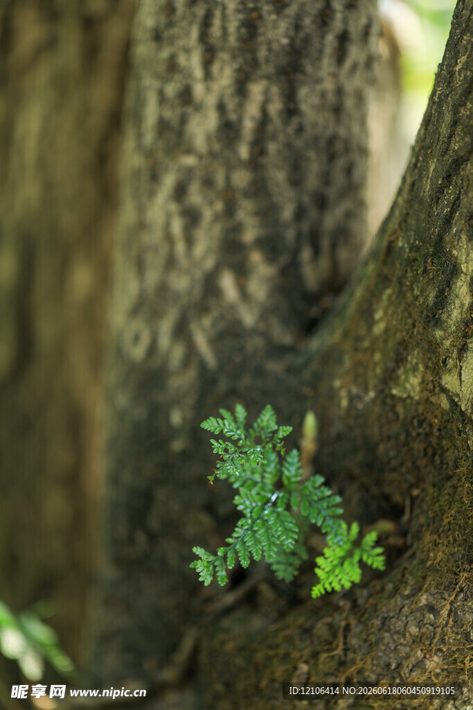 树干旁的翠绿小植物