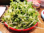 新鲜嫩绿豌豆苗