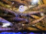 水族箱中的群虾