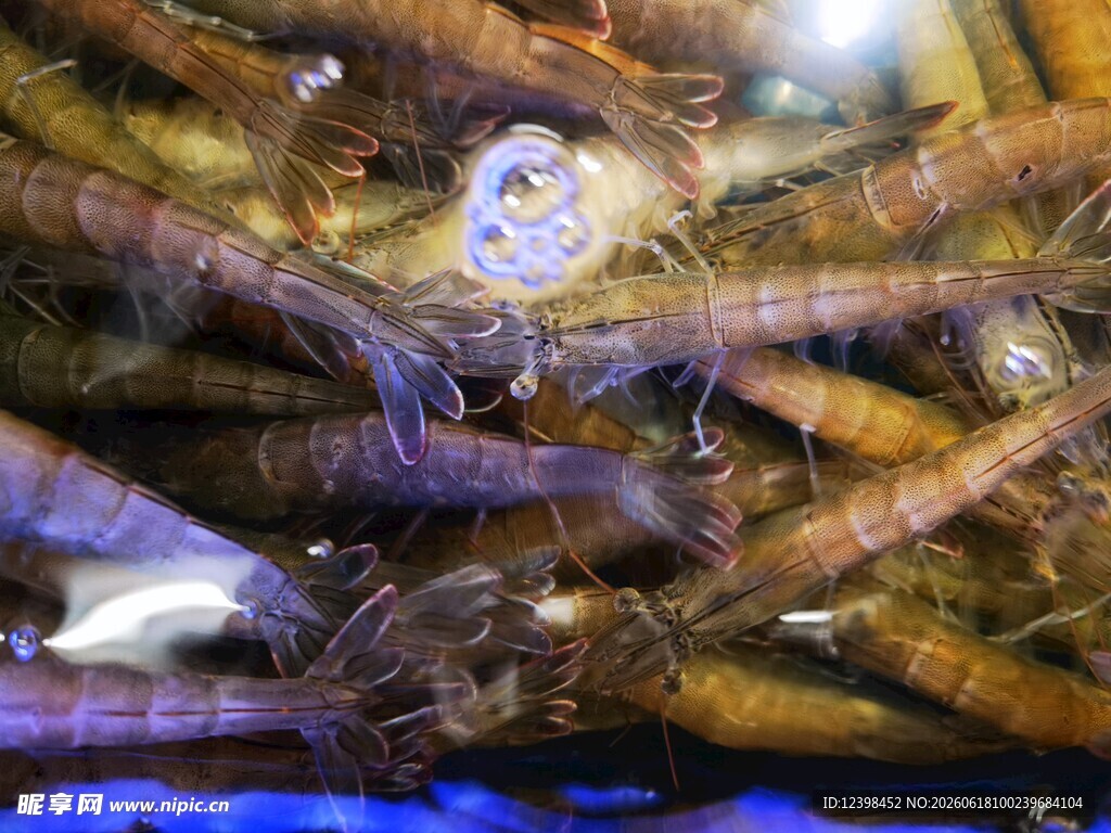 水族箱中的群虾