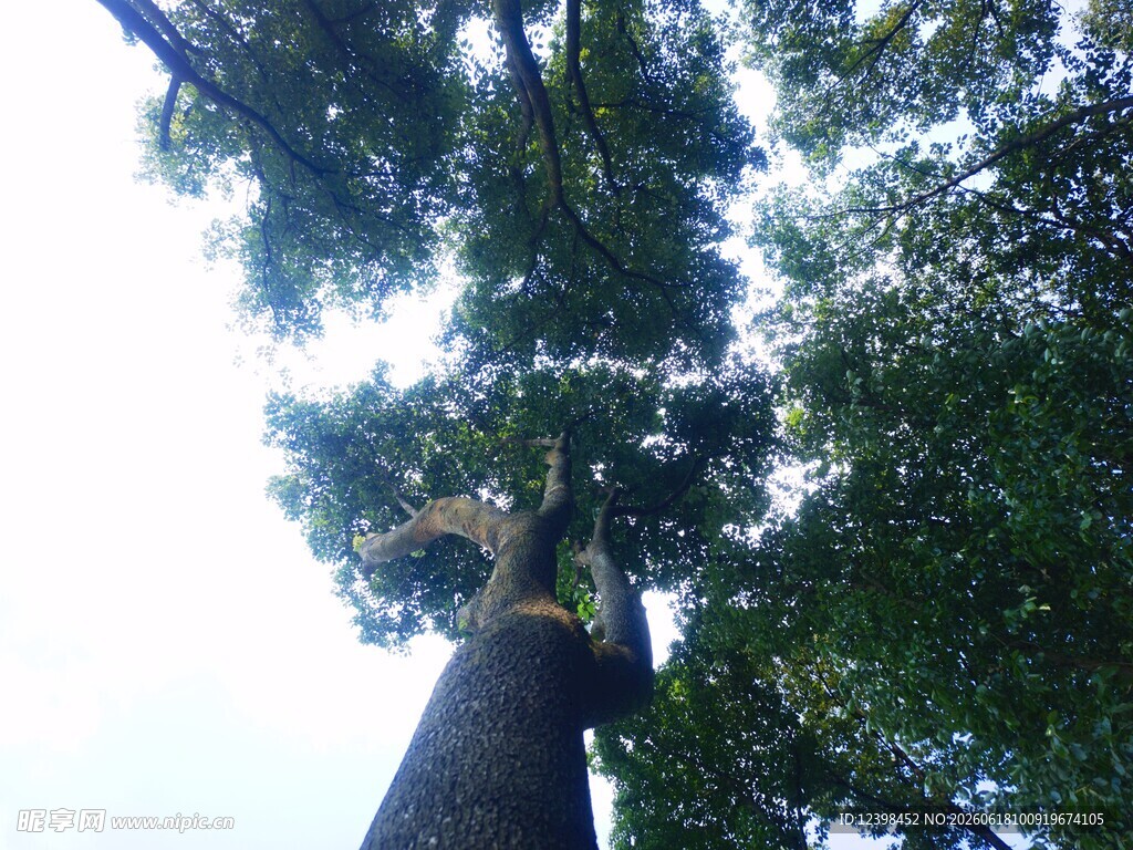 仰视茂密森林中的高大树木