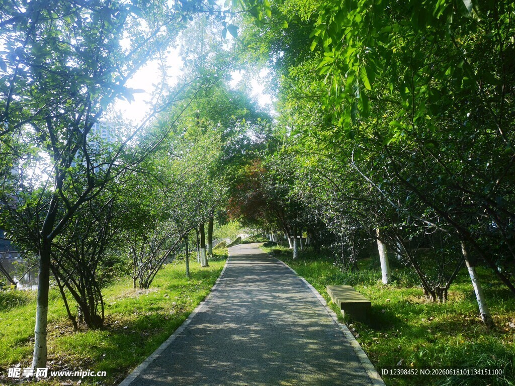 林间幽静小道