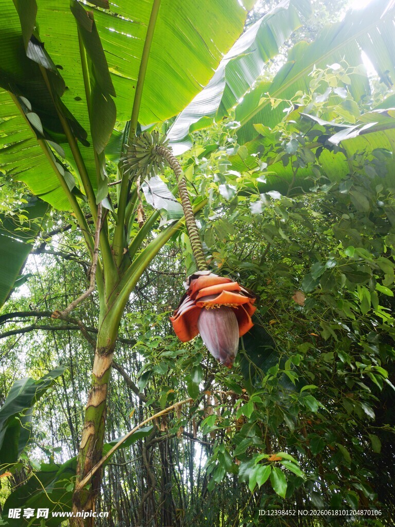 茂盛的芭蕉树