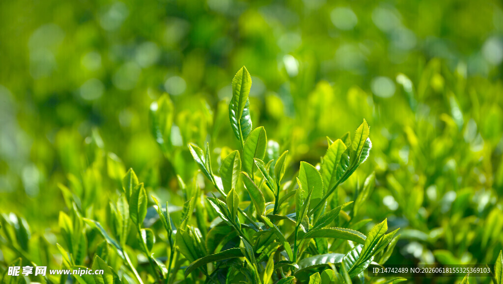 新鲜茶叶