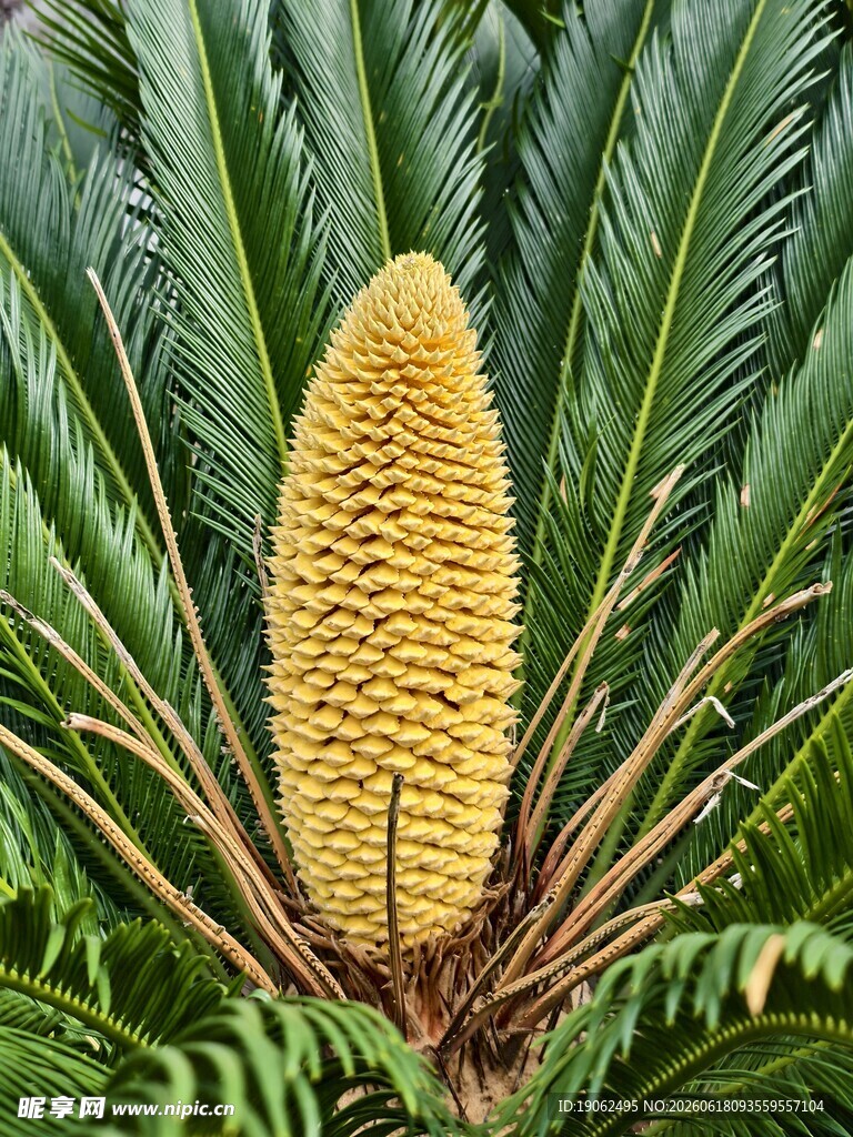 铁树开花