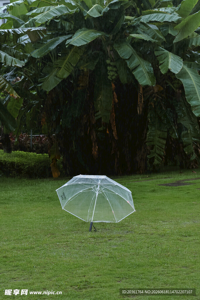 草地上的透明雨伞