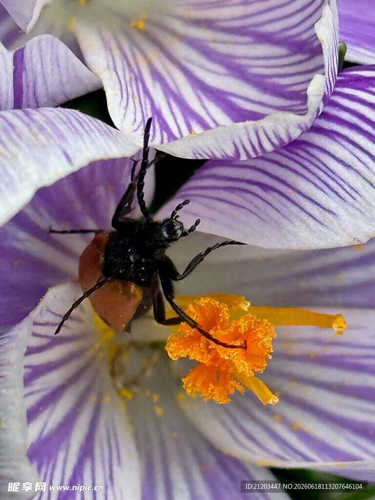 紫花上的黑蜂