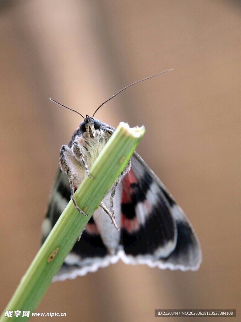 黑白花纹蝴蝶停驻绿叶