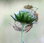 花朵上的几只昆虫