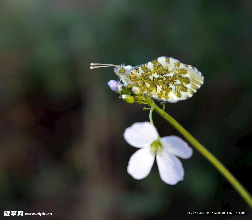 白色小花特写