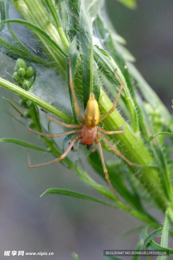 绿叶上的小蜘蛛