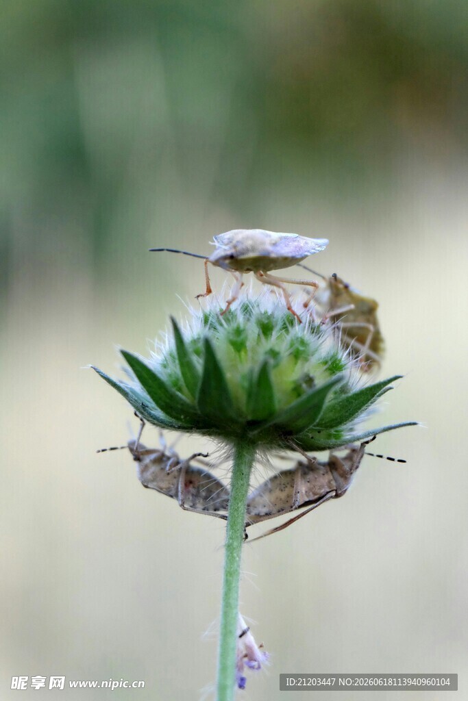 蓟花上的小昆虫
