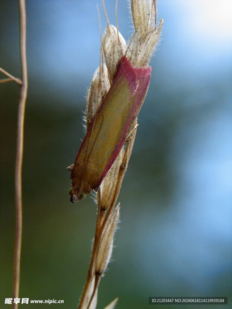 草茎上的多彩昆虫
