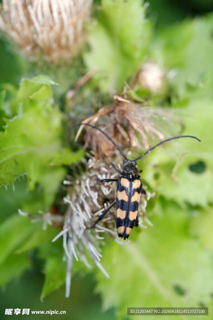 蜘蛛捕食昆虫瞬间