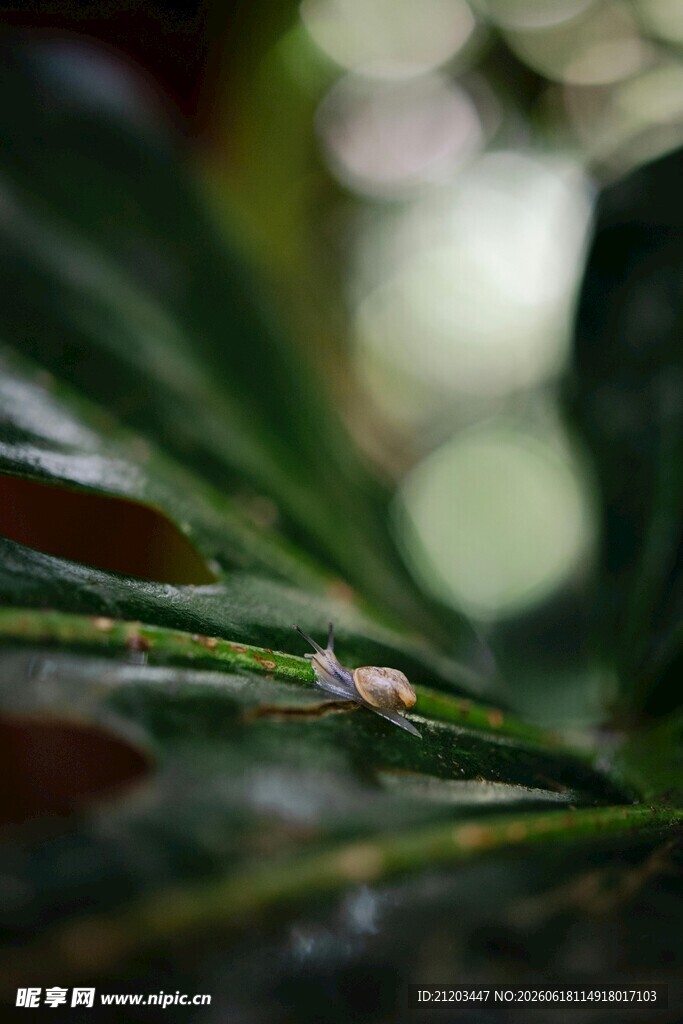 叶片上的小昆虫