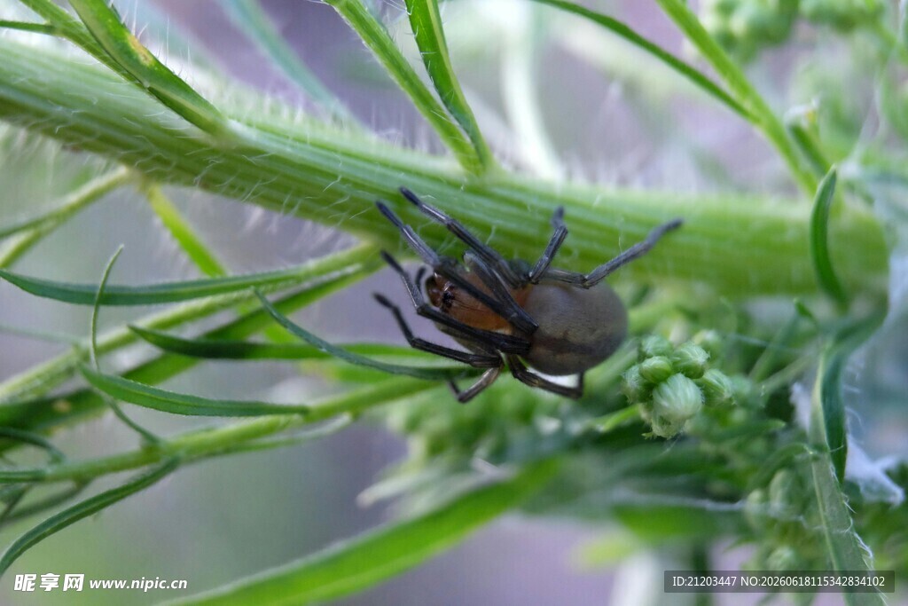 绿叶上的褐色昆虫
