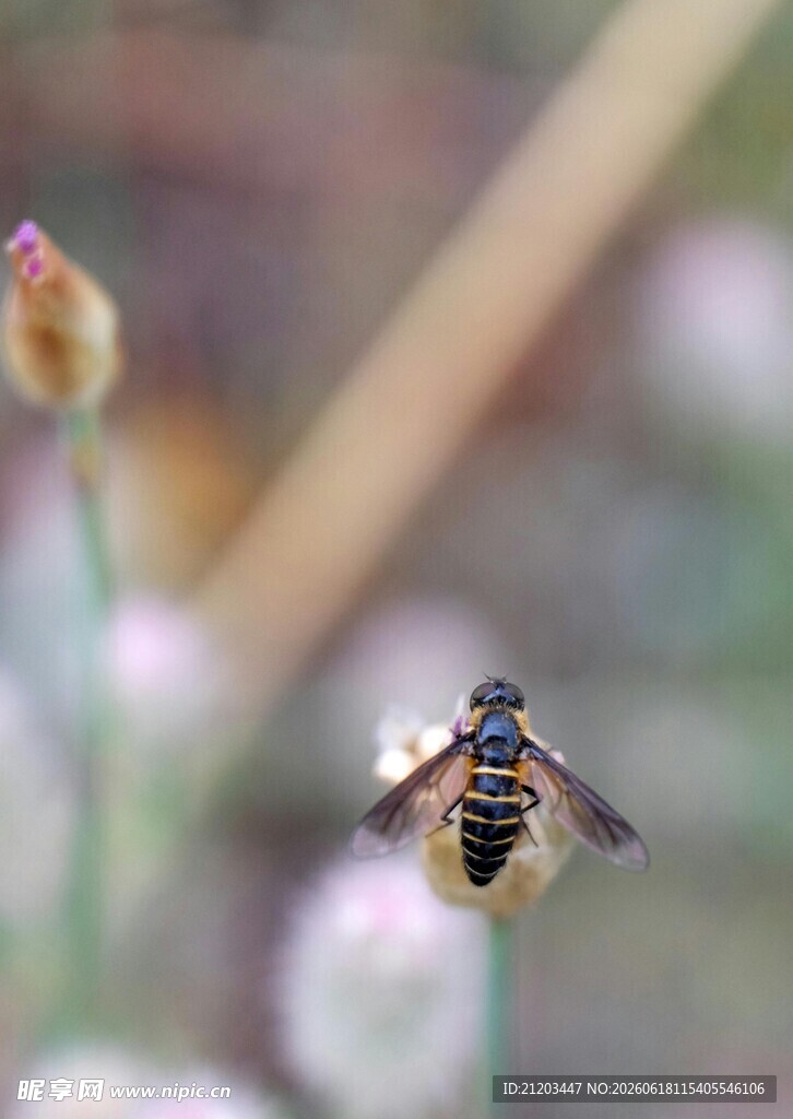 花间蜜蜂