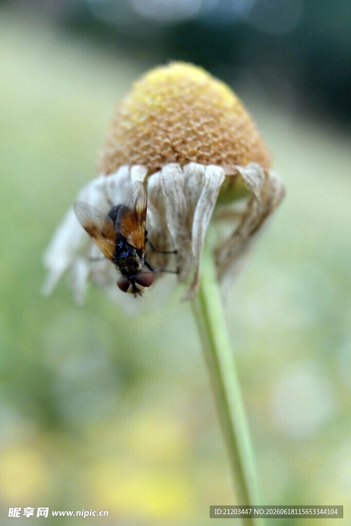 蜜蜂停留在枯萎花朵上
