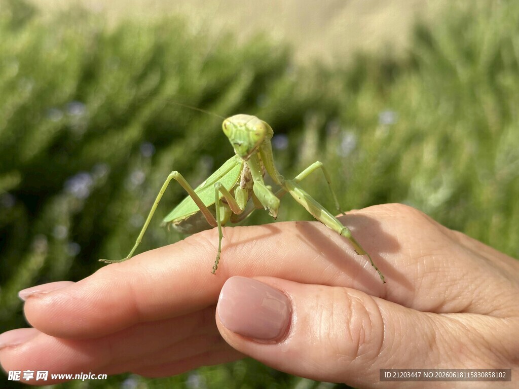 手掌上的绿色螳螂