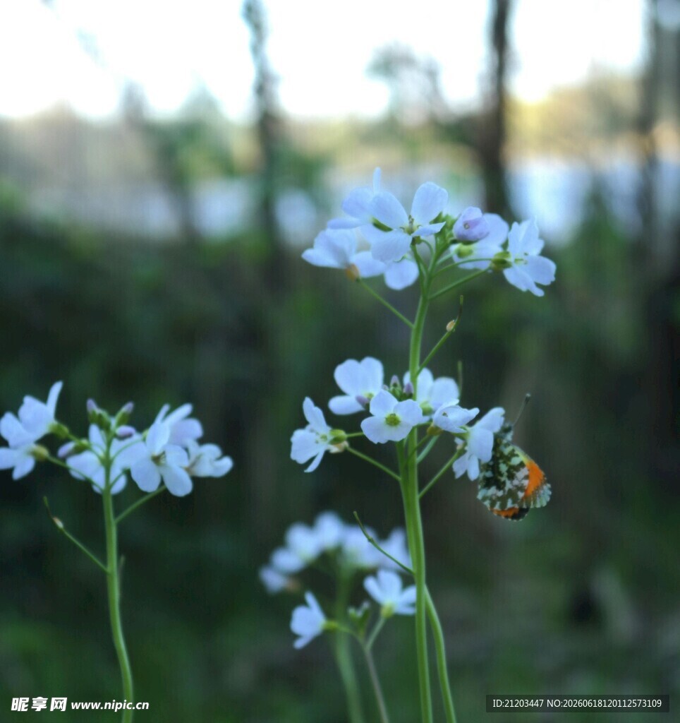蓝花上的蜜蜂