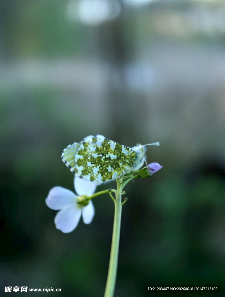 清新小花特写