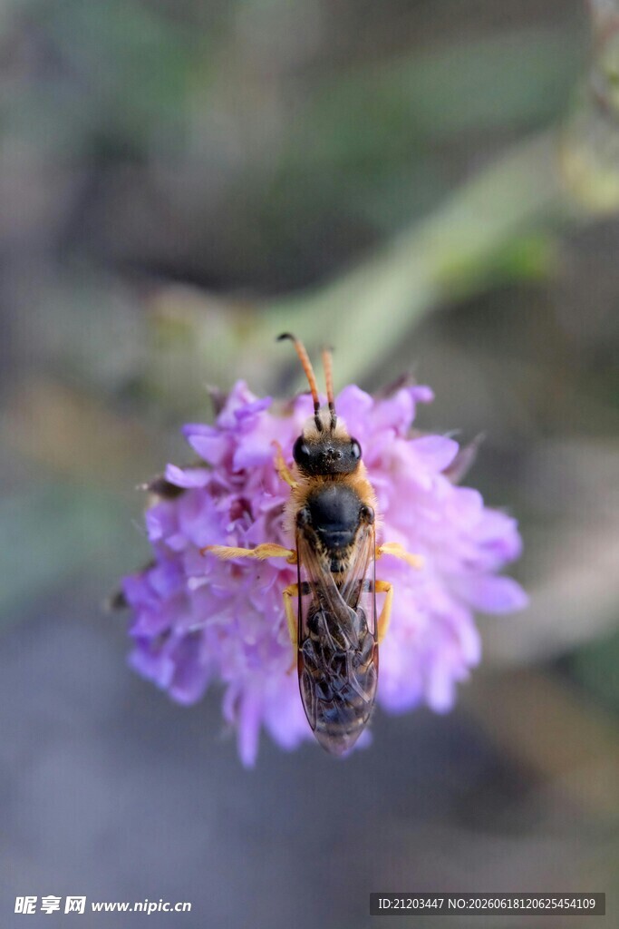 花上甲虫特写