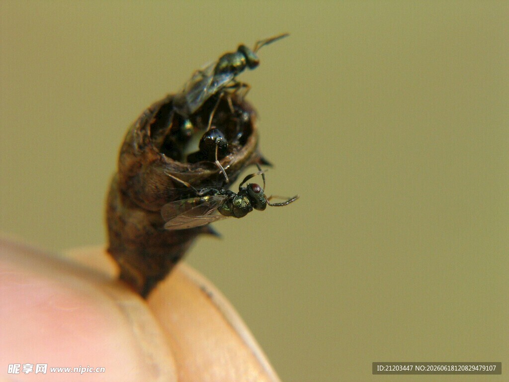 手指上的甲虫特写