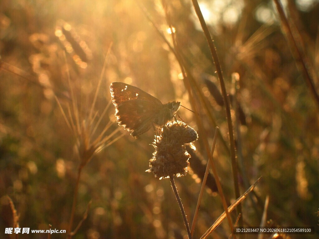 夕阳下的金色野草