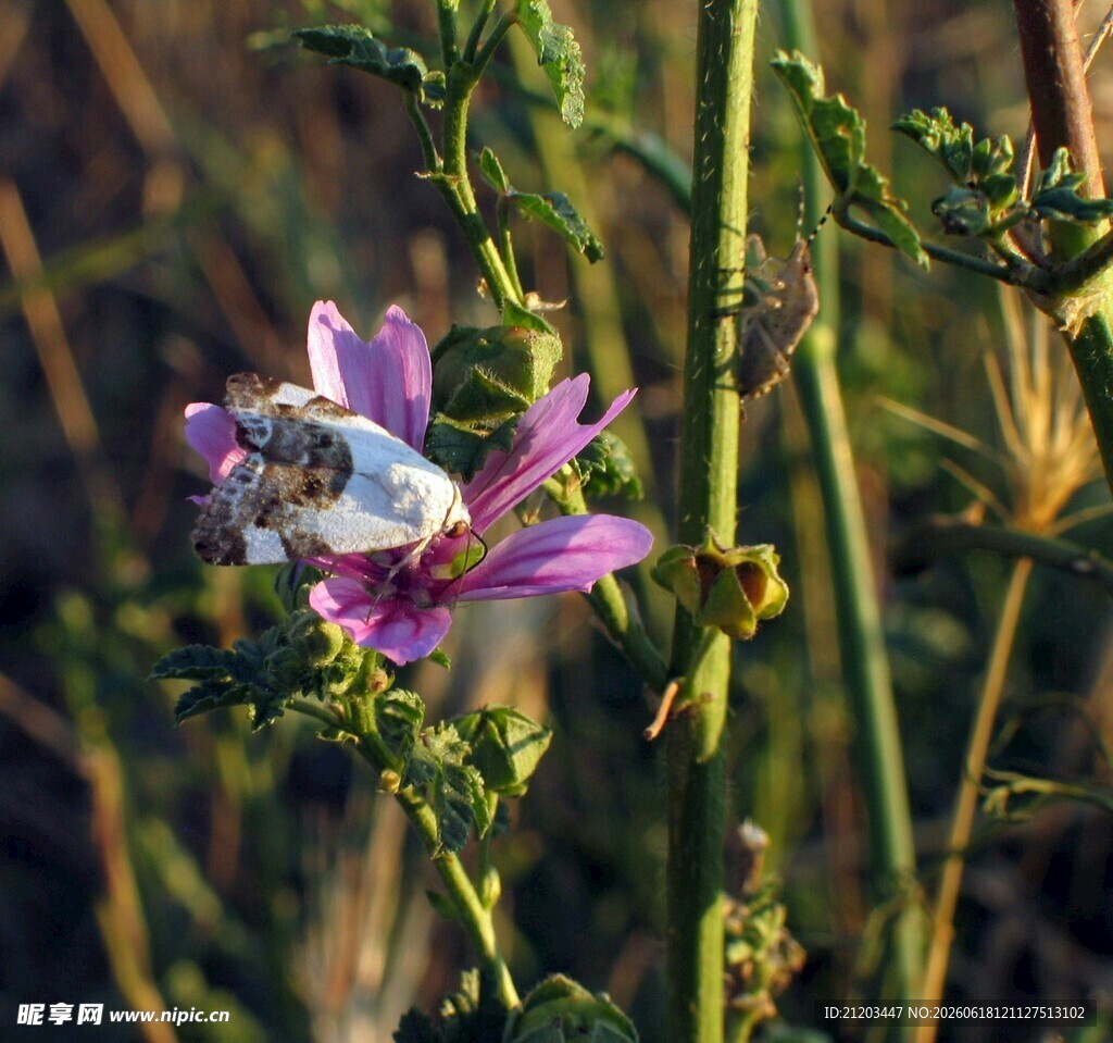 蜜蜂采蜜于紫色花朵间