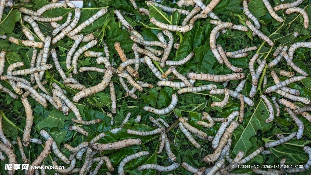 密集蠕动的蠕虫群