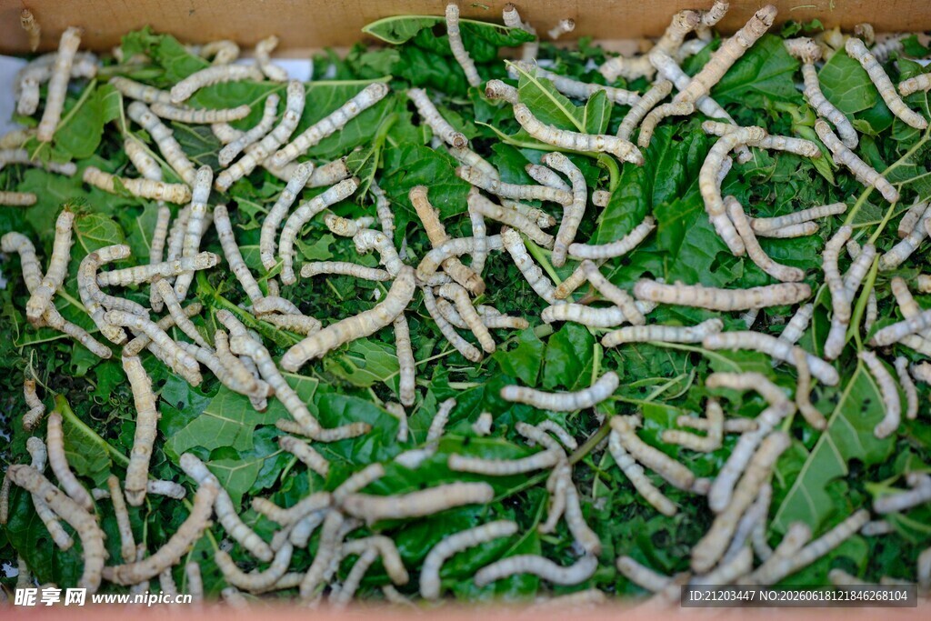 蚕宝宝在桑叶上进食