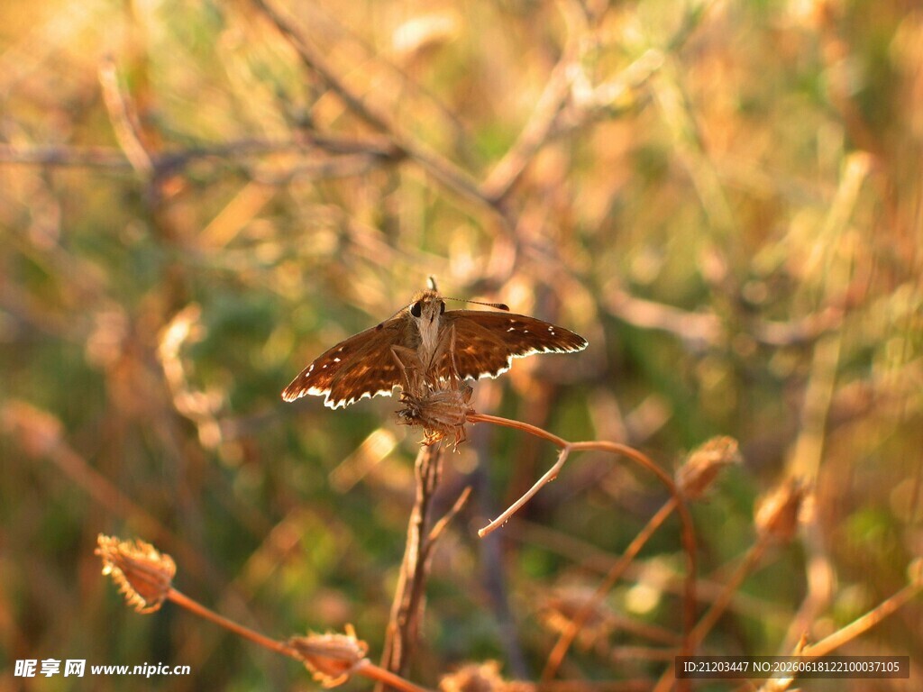 夕阳下停驻枝头的蝴蝶