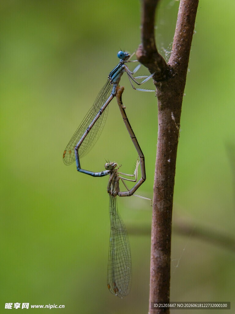停在树枝上的精致小蜻蜓