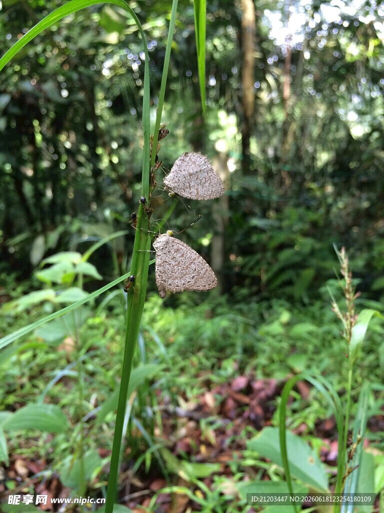 野外生长的奇特蘑菇