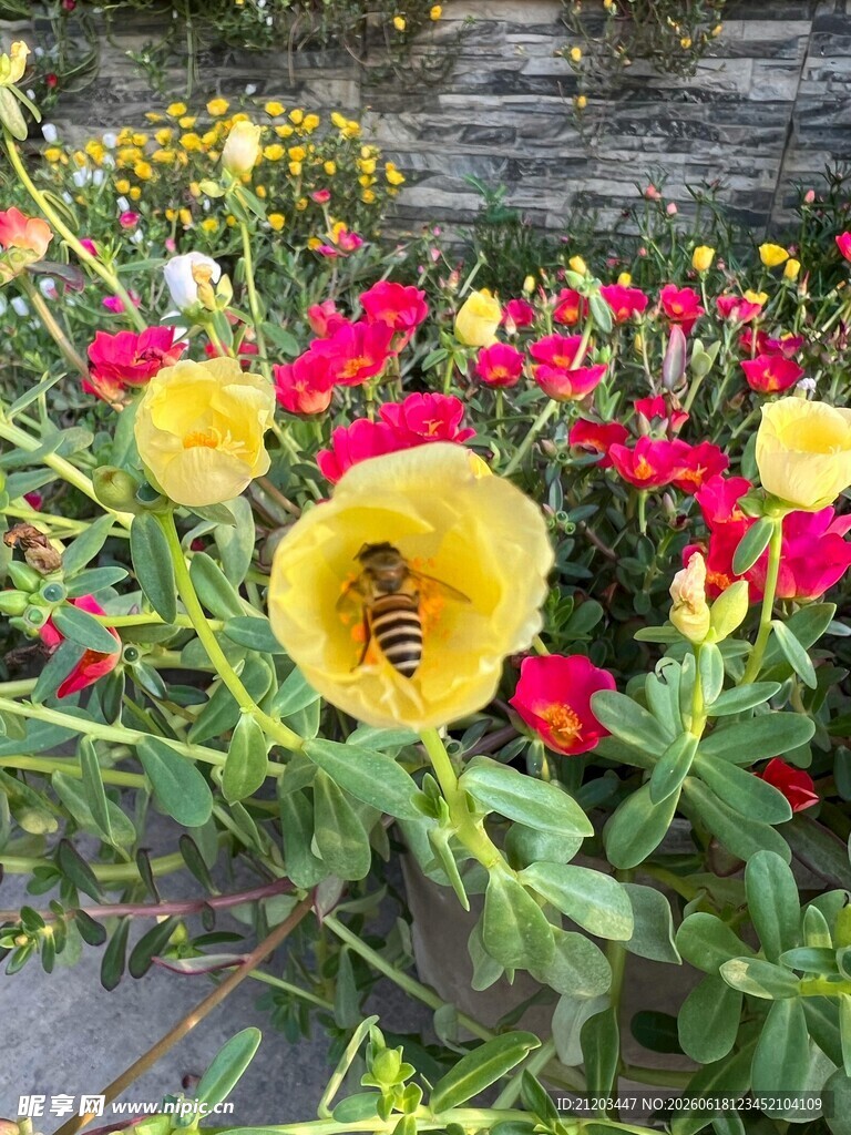花丛中有蜜蜂的明艳景致