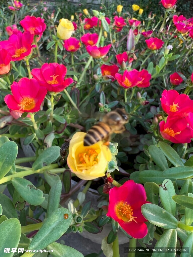 花丛中忙碌的蜜蜂
