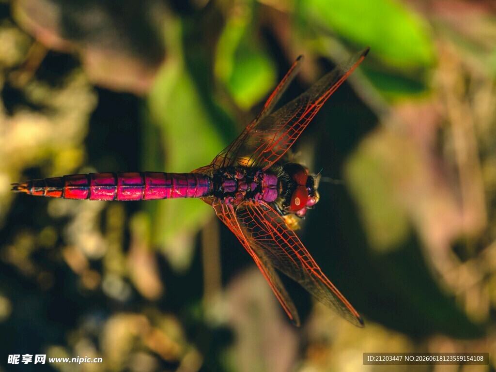 艳丽红蜻蜓特写