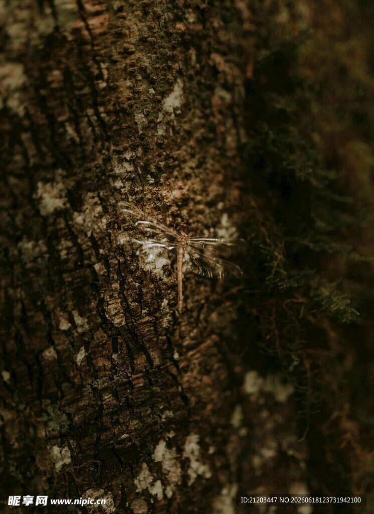 树皮纹理特写