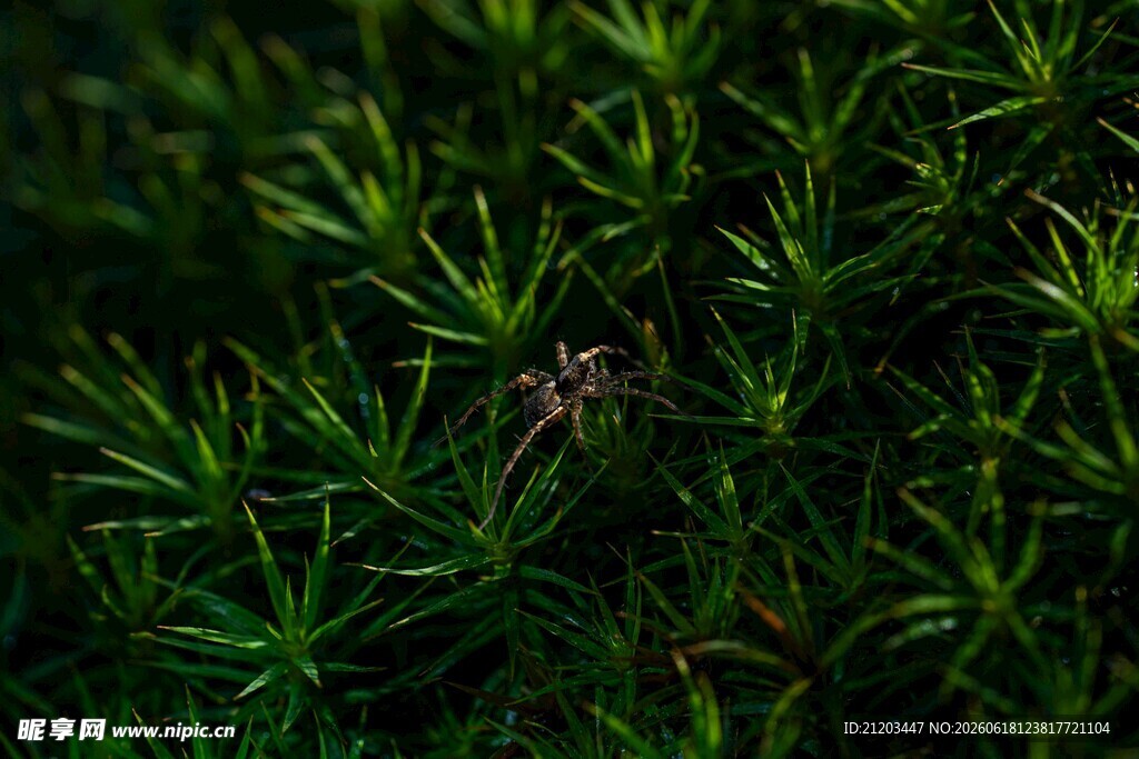 翠绿植物特写