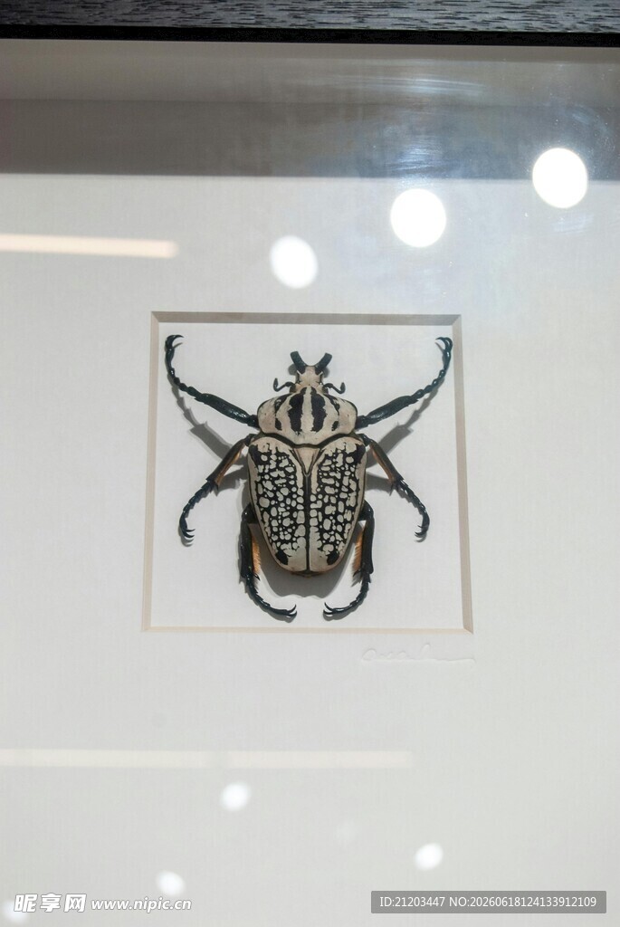 甲虫标本展示